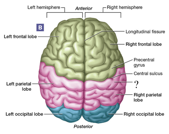 <p>aka the primary somatosensory cortex, posterior to the central sulcus, located in the parietal lobe</p><ul><li><p>awareness of stimulation occurs here</p></li></ul><p></p>
