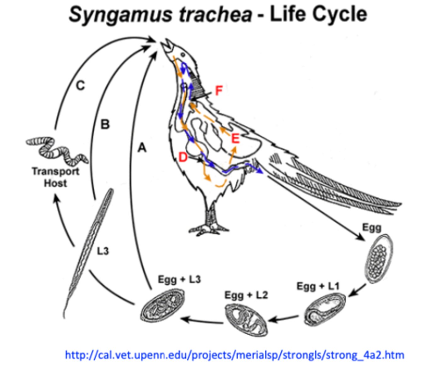 <p>• Eggs coughed up, swallowed =&gt; in the environment</p><p>with faeces;</p><p>• L1-L3 within egg =&gt;some L3s might hatch;</p><p>• Infection of the host by ingestion of:</p><p>- Eggs with L3</p><p>- Free L3</p><p>- Paratenic host containing L3</p>