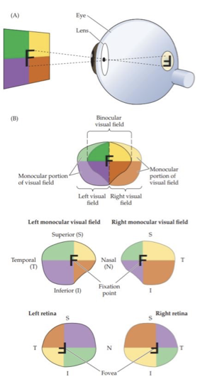 <p>visual field </p>