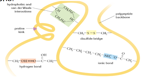 <p>What is tertiary protein structure? </p>