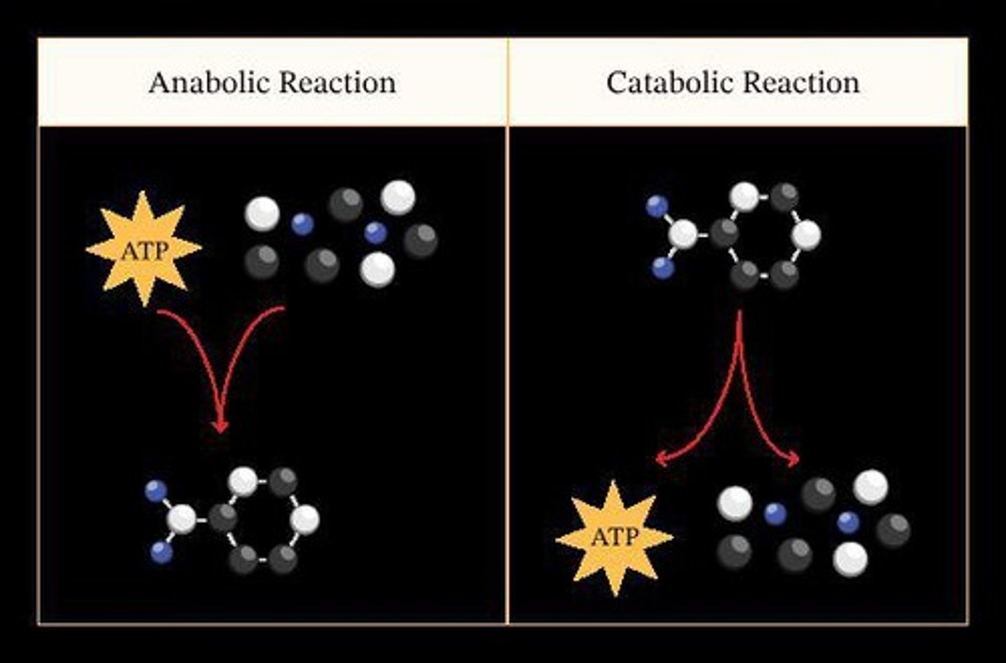 <p>Metabolic pathways that break down molecules.</p>