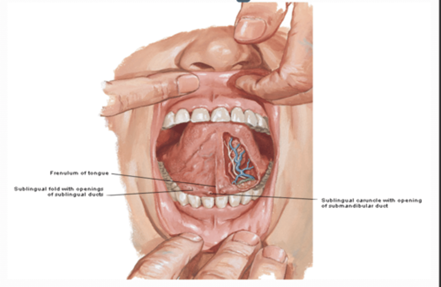 <p>connects tongue to floor of mouth</p>