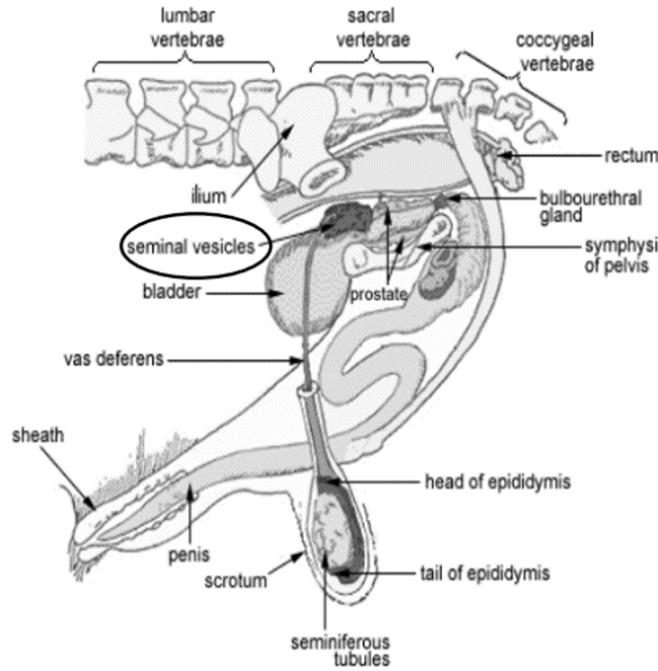 <ul><li><p>Lobulated Vesicular glands</p></li><li><p>Paired in most species</p></li></ul>