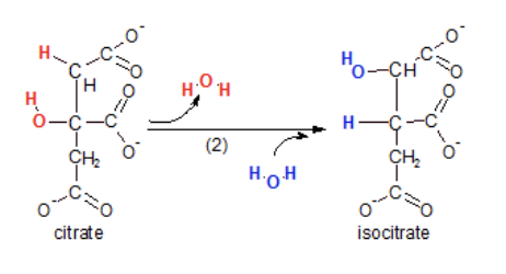 <p>Citrate becomes isocitrate</p><p>Isomerization rearranges the atoms within the molecule changing it’s structure</p>