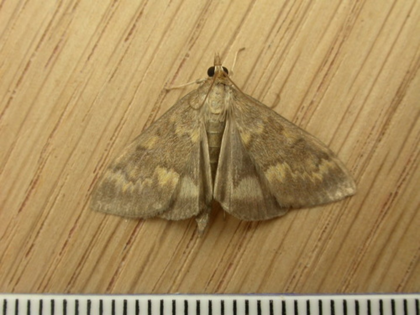 <p>Moth/Butterfly Family</p>