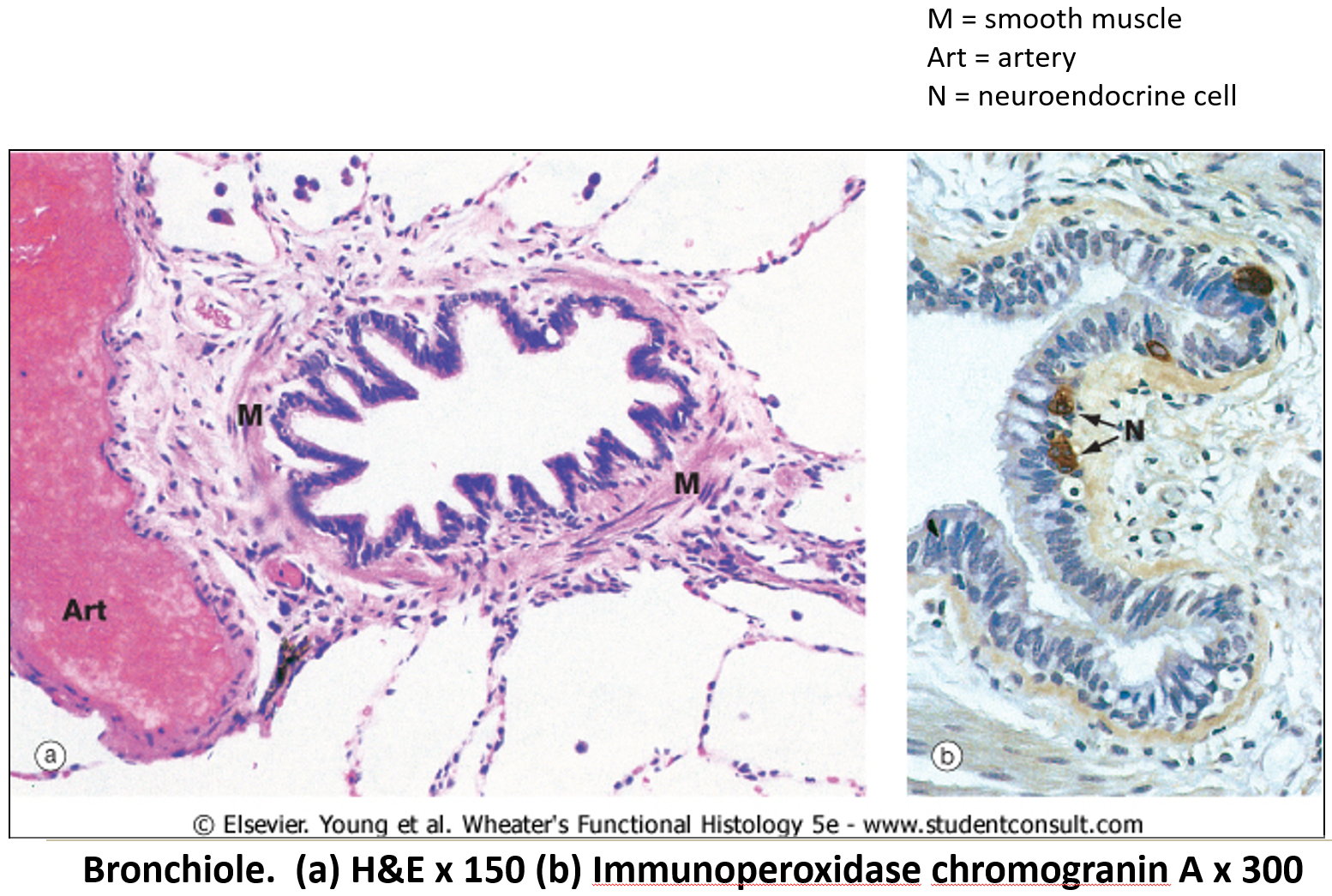 <p>They <strong>lack cartilage </strong>surrounding.</p>