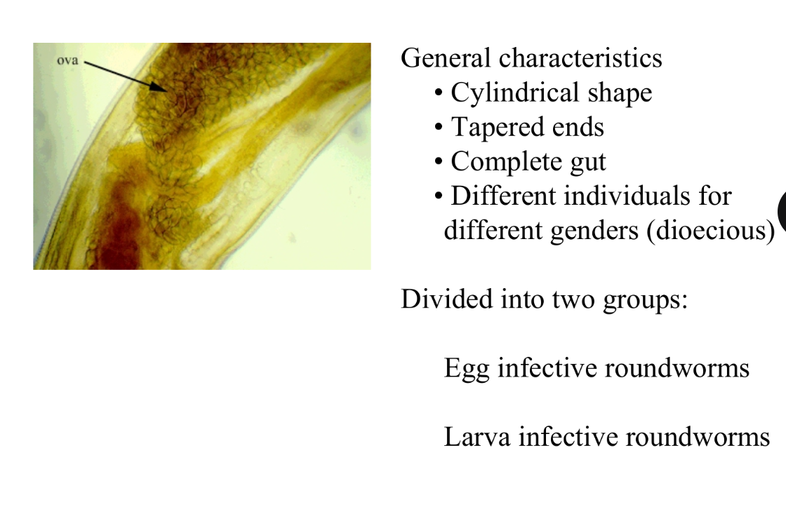 <p>Arachnids: Ticks &amp; Mites. 4x legs</p><p>Insects: Fleas, Lice, Flies, Mosquitoes, Kissing bugs. 3x legs</p>