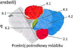 <p>Podział makroskopowy</p>