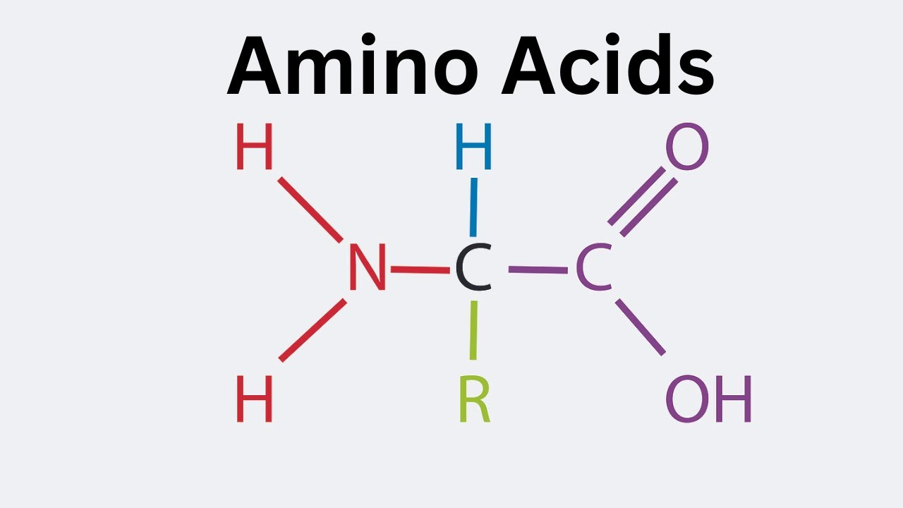 <p>composed of an amino group (NH2), carboxyl group (COOH), variable side chain (“R”), a hydrogen, all connected to a central carbon </p>