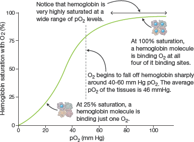 <p><span>a graph that plots the percentage of <strong>oxygen saturation of hemoglobin </strong>vs <strong>the partial pressure of oxygen</strong></span><br></p>