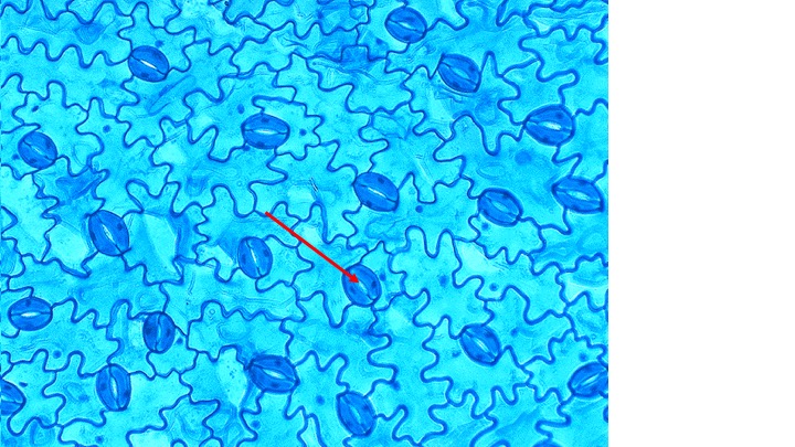 <p><span>What is the structure indicated by the pointers?</span></p><ul><li><p>Epidermis</p></li><li><p>Guard Cell</p></li><li><p>Stomata</p></li></ul><p></p>