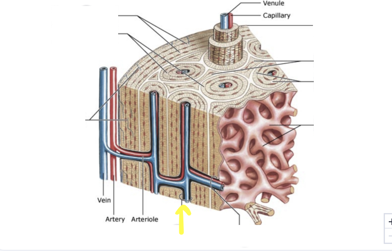 <p>What are the channels that pierce the central canals horizontally , contains neurovascular bundles</p>