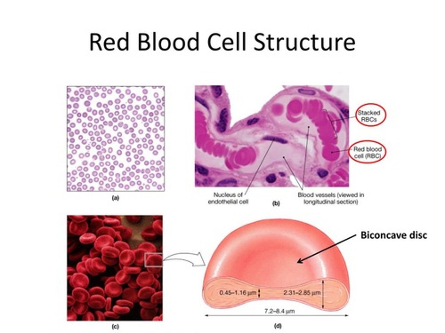 <p>RBCs are biconcave discs (allows increased surface area), and they do NOT have nuclei or mitochondria (allows for more space for hemoglobin)</p>