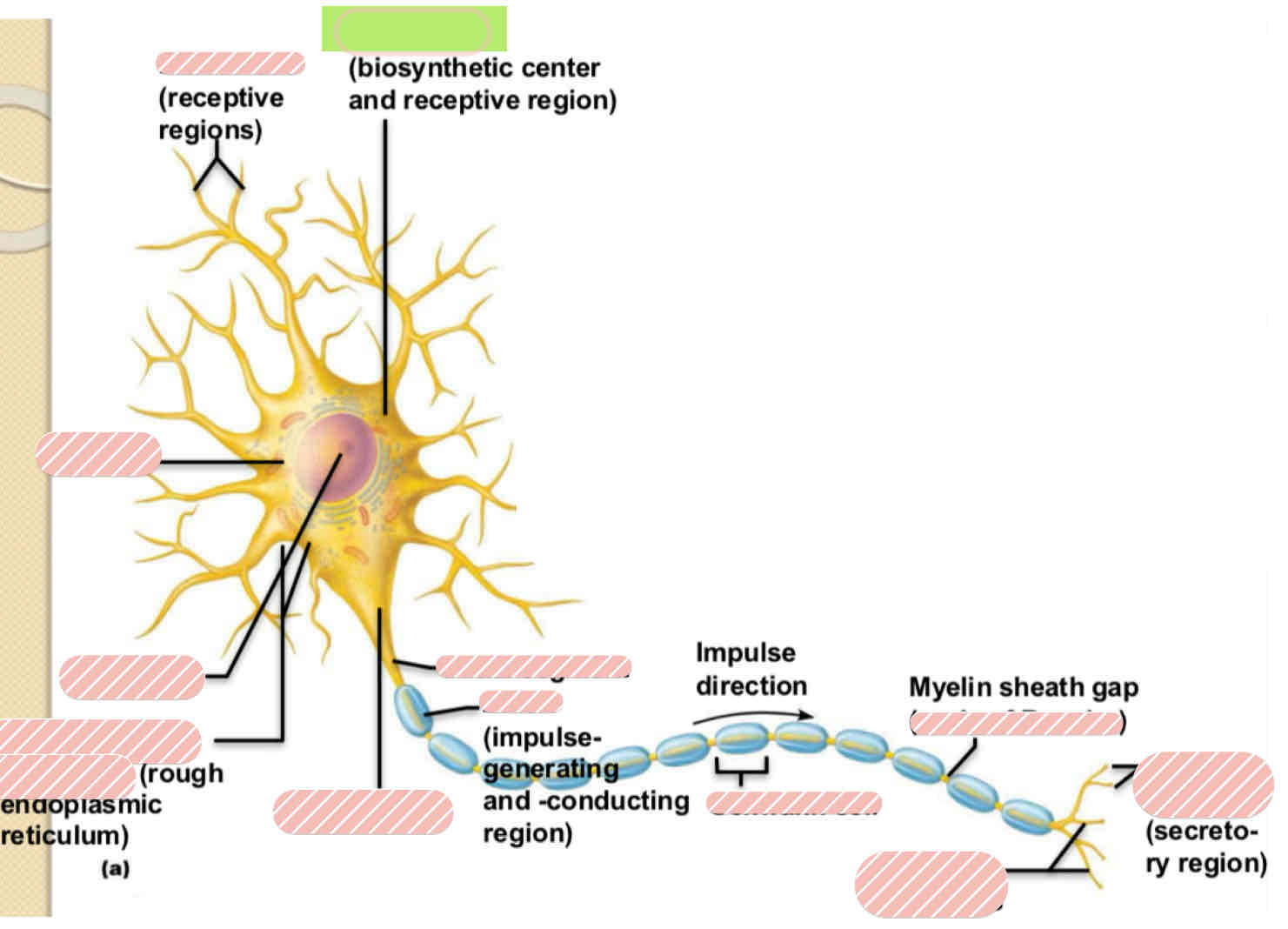 <p><span>Typical Motor Neuron</span></p>