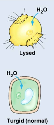 <p>the concentration of solutes is lower outside of the cell</p><p>the cell will gain water/moves inside</p><p>animal cells will swell and lyse(break),cytolysis</p><p>plant cells work optimally(maintains turgor pressure,turgid)</p><p>ex. 0.3 M inside cell, 0.15 M outside cell, water moves in</p>