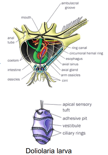 <ul><li><p>Cuplike body bearing five usually branched and commonly featherlike arms → helps with suspension feeding</p></li><li><p>Stalk made of discoidal skeletal pieces columnal. Central canal containing coelomic and neural tissue.</p></li><li><p>Small side branch (pinnule) on alternating sides of successive ossicles along the arms.</p></li><li><p>Comatulida have hook-like cirri.</p></li><li><p>Comatulidae is the most common and the only shallow water</p></li><li><p>Modern comatulids reduced the stalk</p></li><li><p>stalk can be re-absorbed - holding apparatus - cirri</p></li><li><p>arms are mobile - contain ossicles and muscles</p></li><li><p>crinoids can swim by moving arms different directions</p></li></ul><p></p>