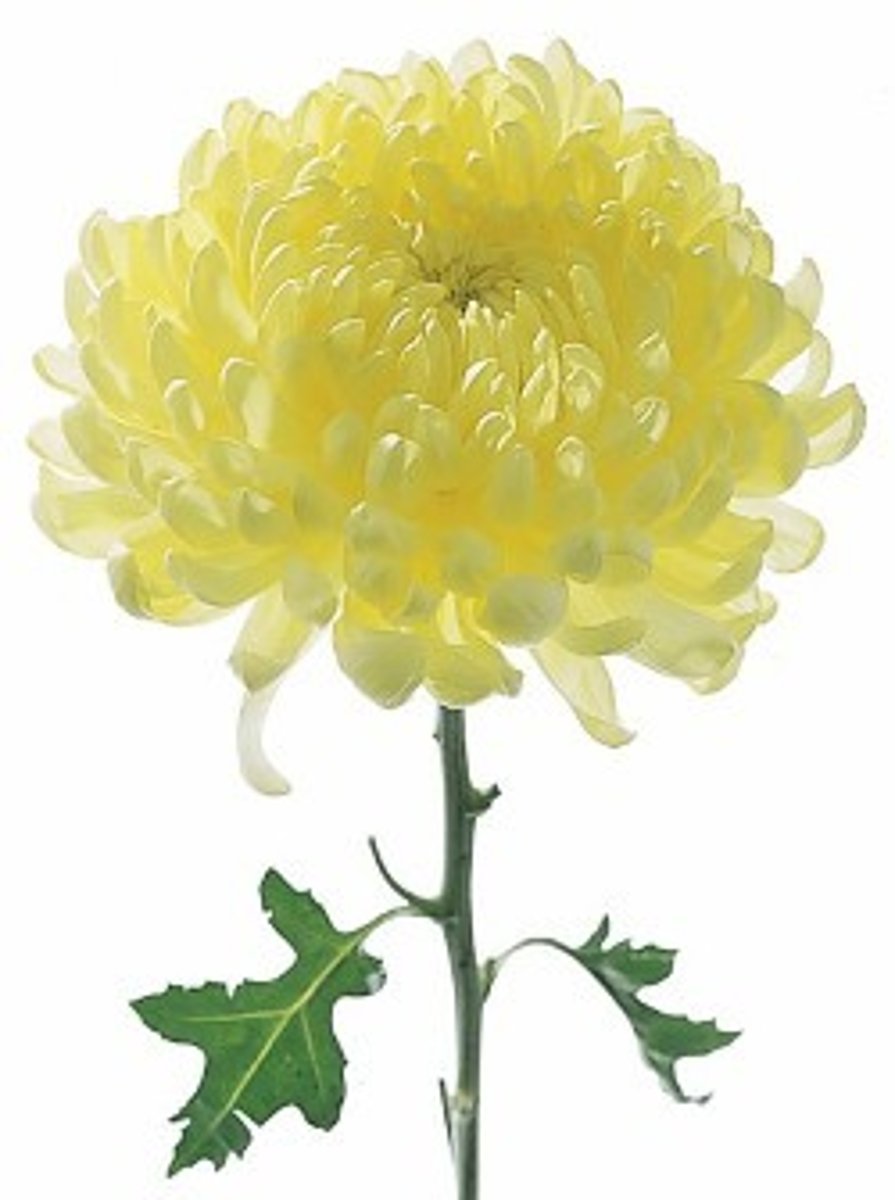 <p>Disbud Mum; Mass</p>