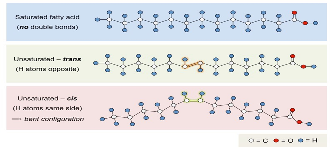 <ul><li><p>Saturated - no double bonds between carbons e.g. in fats (butter)</p></li><li><p>Unsaturated - 1 (monounsaturated) or more than1 (polyunsaturated) double bonds between carbons e.g. in oils</p><ul><li><p>Depending on where the hydrogen atoms are on each side of the double bond, unsaturated fatty acids can either be cis or trans isomers.</p></li></ul></li></ul>