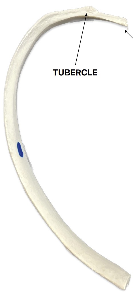 <p>What is the end of the rib?</p>