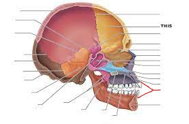 <p>what are the red lines pointing to? (lateral view)</p>