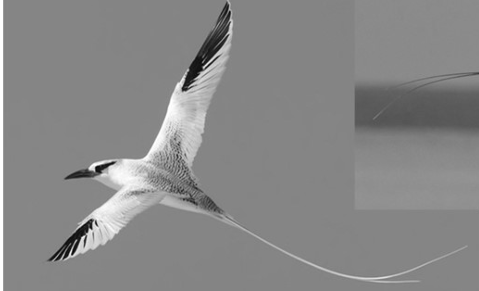 <p>Orden Phaethontiformes</p>