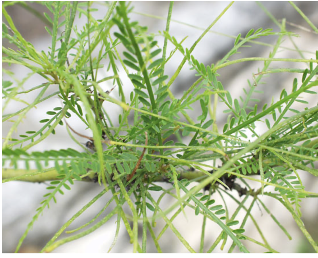 <p><em>Parkinsonia</em><span> sp. </span></p>