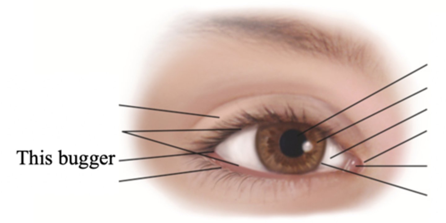 <p>The corner of the eye; the angle where the eyelids meet</p>