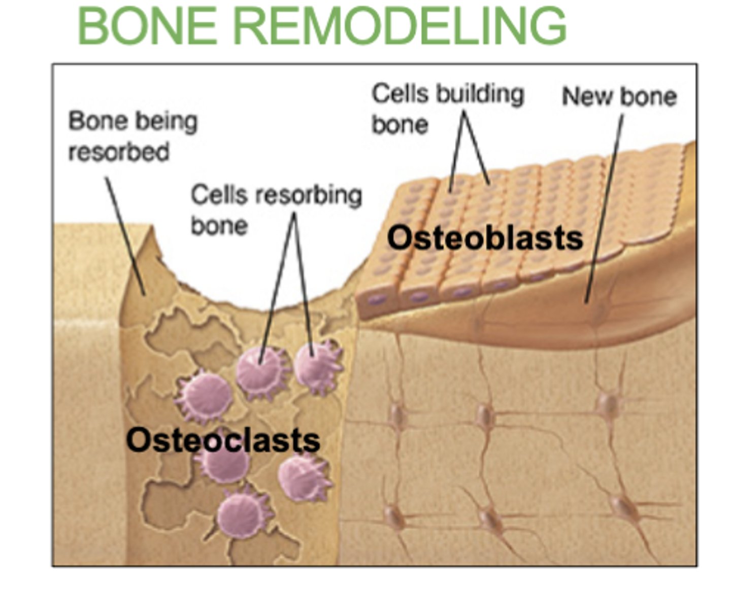 <p>the process of resorption (breaking down) of old bone by osteoclasts and deposition of new bone by osteoblasts. </p><p>(Our skeleton is replaced about every 10 years)</p>