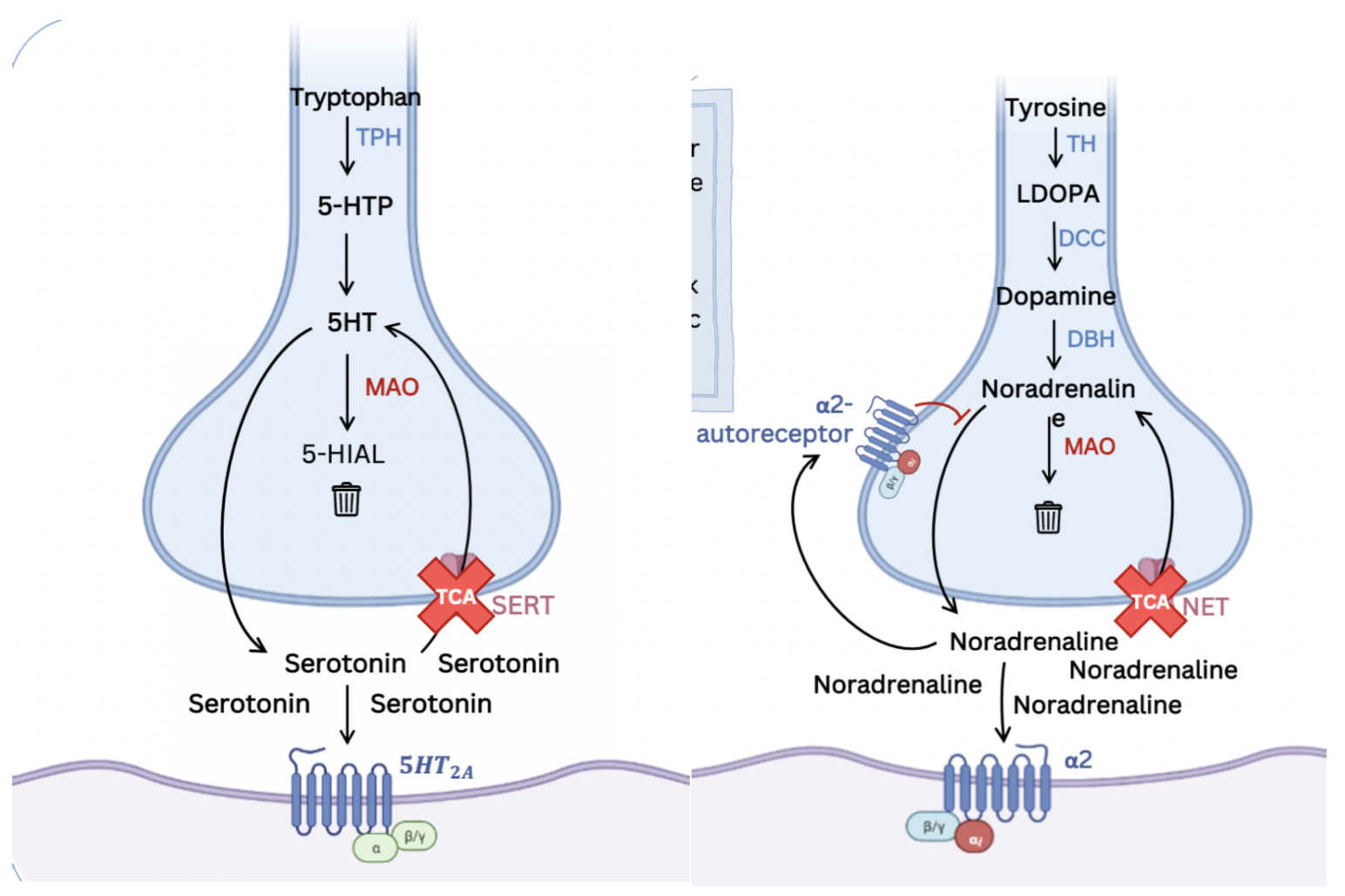 <p>Mostly blocks noradrenaline but also some blocking of serotonin</p>