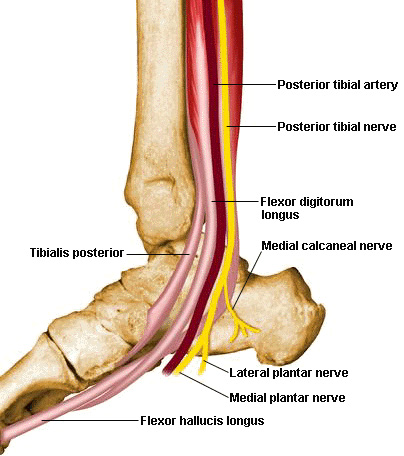 <p>Main posterior-leg artery continuation of popliteal supplies deep flexors. 🔎 Runs with tibial nerve behind medial malleolus. 💡 "Posterior = behind malleolus."</p>