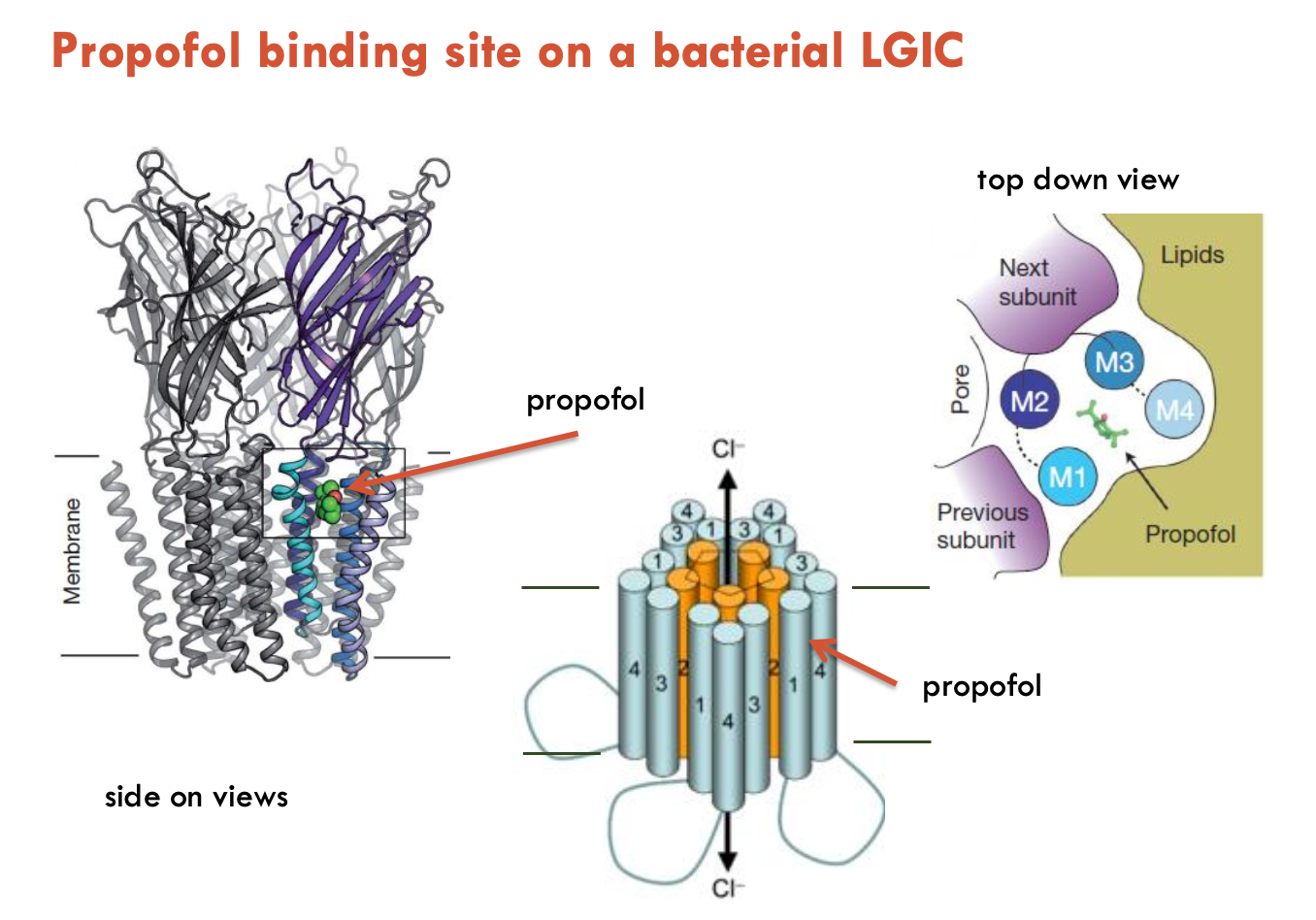 <p>Propofol is a general anaesthetic that binds to a distinct allosteric site (not BZ or GABA) → <strong>enhances the effect of GABA</strong> by increasing the <strong>duration of Cl<sup>-</sup> channel opening</strong></p><ul><li><p>short-acting drug</p></li></ul><p></p>
