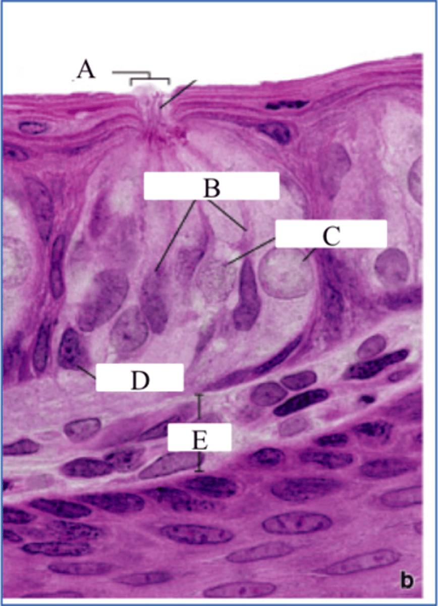 <p>Labeling parts of the Taste Cell (C).</p>