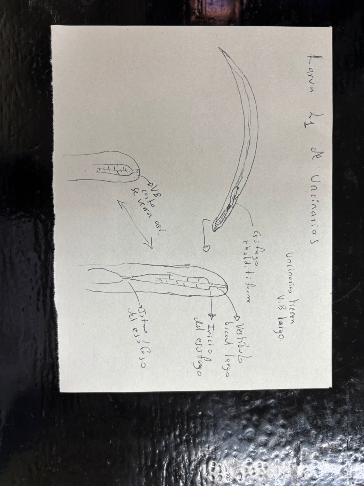 <p>Identificación: Larva rhabditiforme (L1) de una uncinaria.</p><p>Estructuras diagnósticas: </p><ul><li><p>Posee un vestíbulo bucal largo</p></li><li><p>Esófago rabditiforme</p></li><li><p>Sin primordio genital evidente</p></li></ul><p></p>