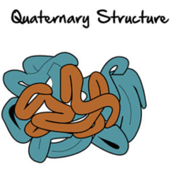 <p>exits in proteins withmore than one polypeptide chain</p>
