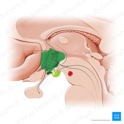 <p>The <strong><em></strong></em>__ is a part of the brain that regulates body temperature, thirst, hunger, and other homeostatic systems.</p>