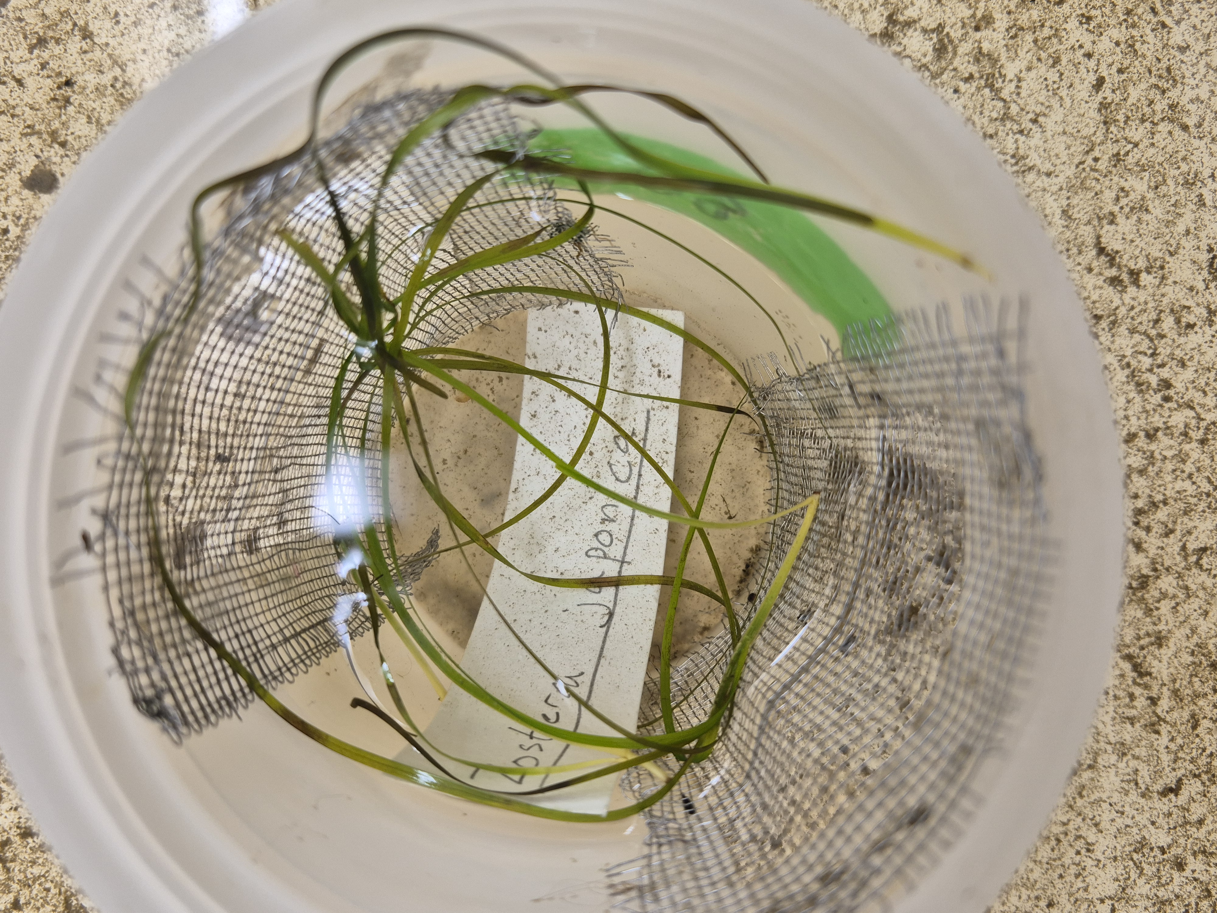 <p>zostera japonica</p>