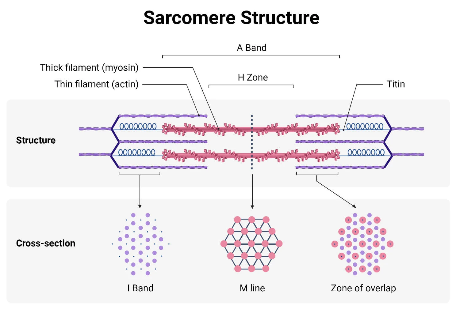 <p>The <strong>Z-line</strong> are the lines that define the boundary of a sarcomere such that there is one to its right and one to its left. </p><p><strong>Titin</strong> is a spring that provides stability to the sarcomeres. </p><p><span>Thin </span><strong><span>actin</span></strong><span> filaments interact with myosin to produce force, regulate force generation in response to Ca<sup>2+</sup> concentration, and transmit the force to the ends of the cell.&nbsp;</span></p><p><span>The </span><strong><span>light band</span></strong><span> </span><strong><span>(I bands)</span></strong><span> contain only thin filaments - they only have either actin or myosin, but not both. It shortens during muscle contraction</span></p><p>The <strong>dark bands (A bands)</strong> contain thick and thin filaments — both actin and myosin. It maintains its width during muscle contraction. </p><p><a target="_blank" rel="noopener" class="jlTjKd" href="https://www.google.com/url?sa=i&amp;url=https%3A%2F%2Fmosaic-lille.fr%2F%3Fo%3Dquestion-video-identifying-the-z-line-in-the-sarcomere-rr-nvgnVmC6&amp;psig=AOvVaw3FEQVDRf_FCWG5AN9NvpAy&amp;ust=1716353671323000&amp;source=images&amp;cd=vfe&amp;opi=89978449&amp;ved=0CBAQjRxqFwoTCJCgnun5nYYDFQAAAAAdAAAAABAa"><img src="https://i1.wp.com/cms.jackwestin.com/wp-content/uploads/2020/03/Sarcomere-contraction.png?resize=1025%2C979&amp;ssl=1" alt="Question Video: Identifying The Z Line In The Sarcomere, 58% OFF" width="333" height="318.04998779296875"></a></p>