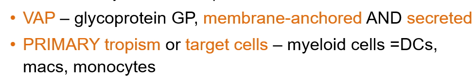 <p>The glycoprotein GP, which is membrane-anchored and secreted.</p>