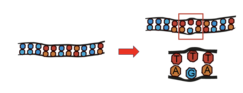 <p>DNA polymerase can introduce errors </p><ul><li><p>alone introduces 1 error every 10000 nucleotides</p></li></ul><p></p>