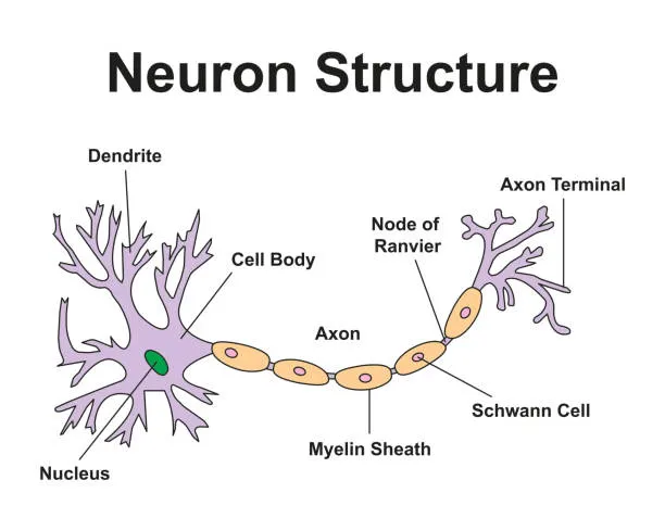 <p>’interruption de la gaine de myéline entre 2 cellules gliales</p>
