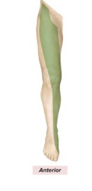 <p>Sensory: anterior thigh, medial leg, foot</p><p>Motor: anterior thigh muscles; extend knee, flex hip</p>