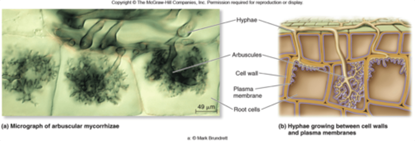 <p>a symbiotic association between fungi and plant roots</p>