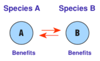 <p>A close interaction between two species where both species benefit in some ways.</p>