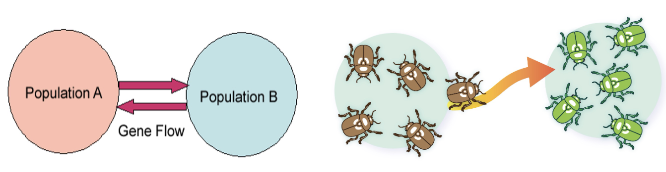 <ul><li><p><strong><span>The movement of different alleles into or out of a population</span></strong></p></li><li><p>Such a movement may be due to the migration of individual organisms that can reproduce in their new population</p></li></ul>