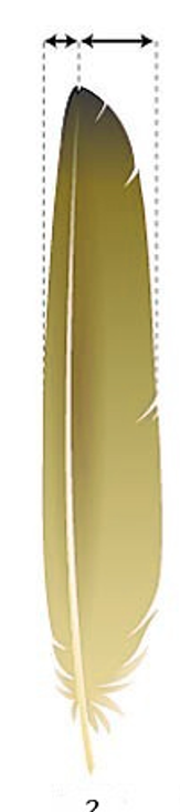 <p>What kind of feather is this?</p>