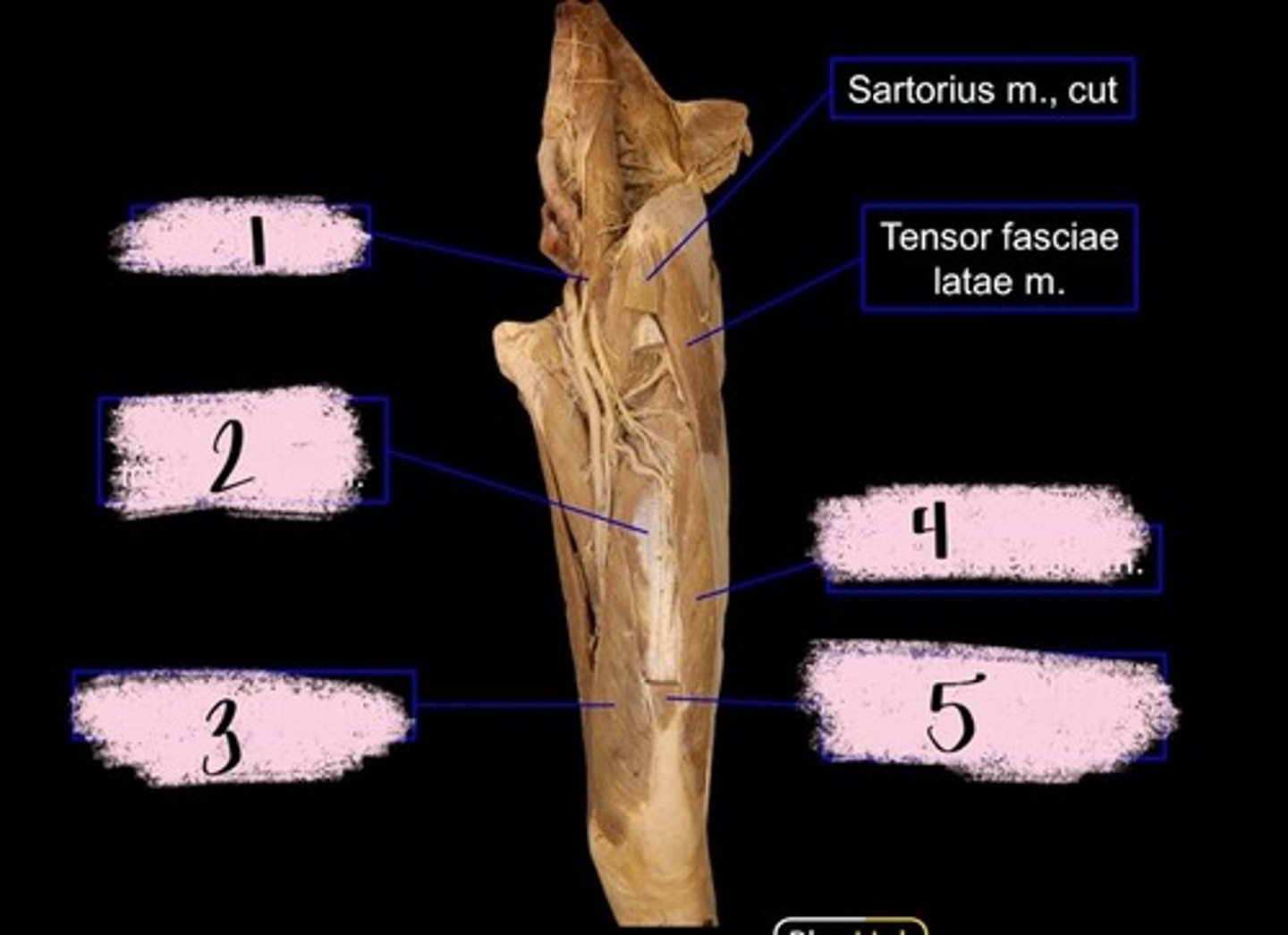 knowt flashcard image