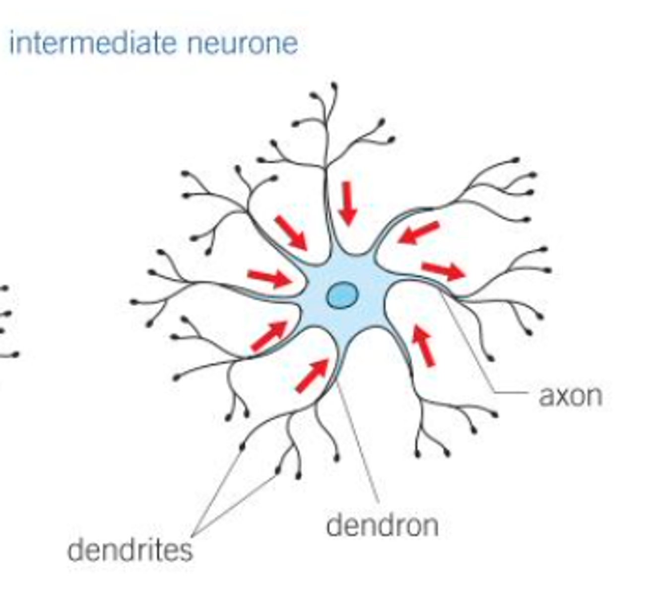<p>Also called relay neurones. Transmit impulses between different neurones</p>