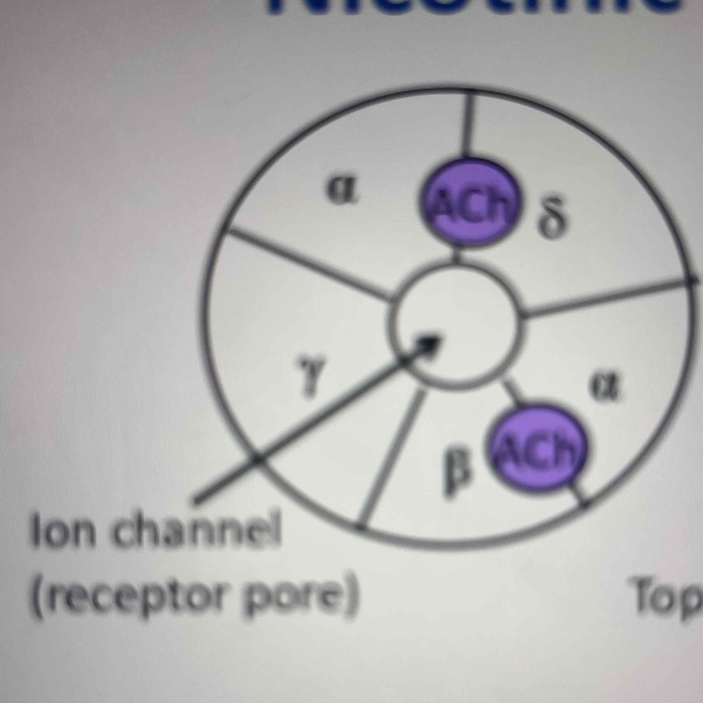 <p>Ach binds to both sides of channel at the interfaces formed by the peptide loops between one of the 2 alpha subunits and its neighbour</p>