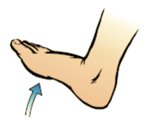 the foot flexes towards the skin