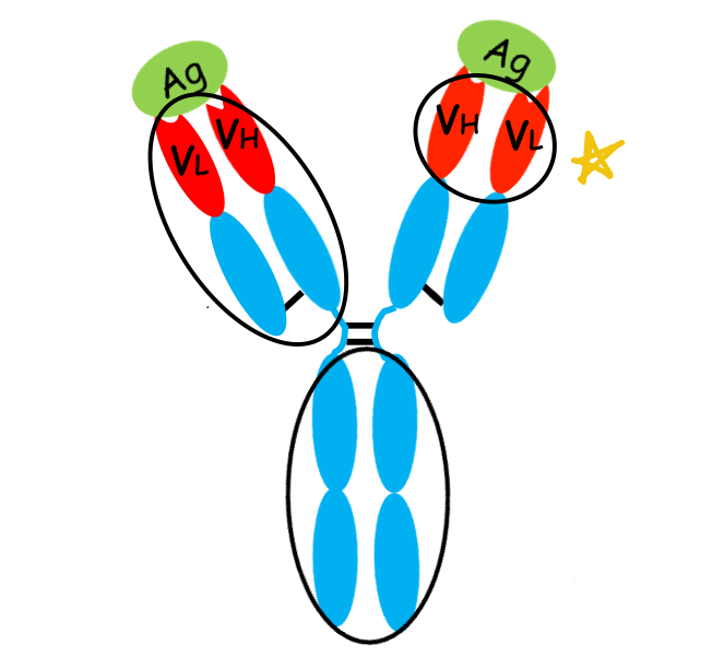 <p>what is this region of the antibody?</p>
